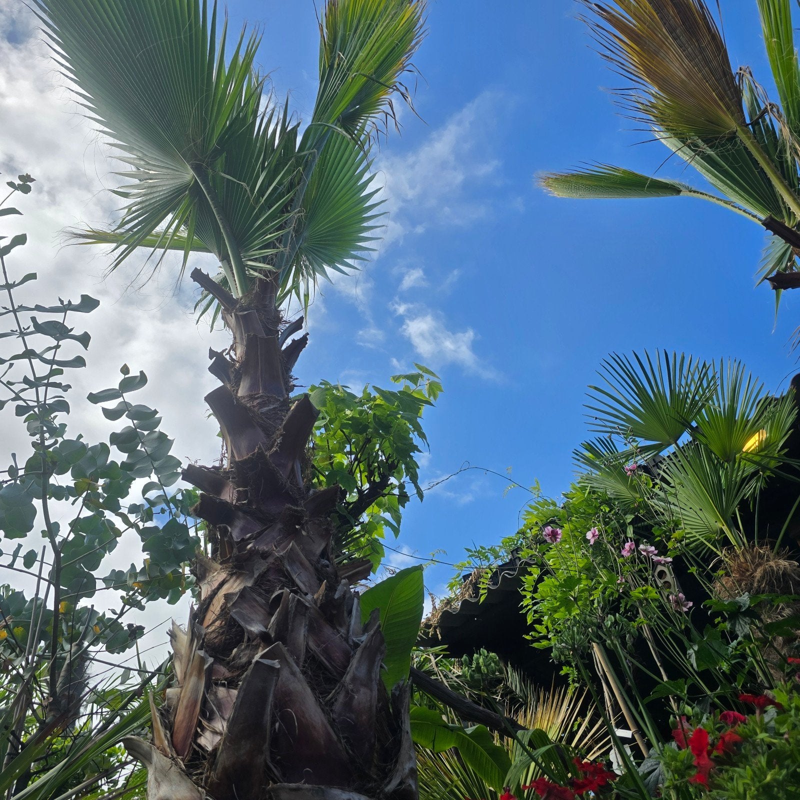 Xxl Palmboom Washingtonia Robusta, Ophalen, Gehele jaar, Volle zon