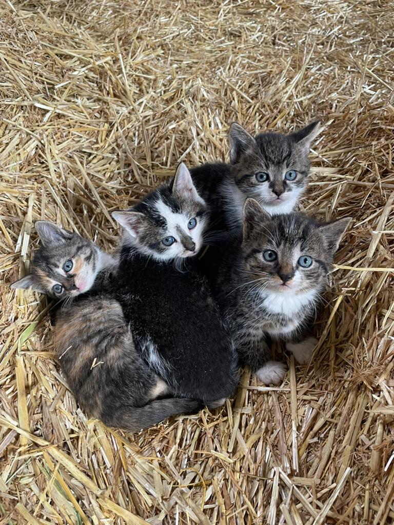 Lieve kittens zoeken nieuw thuis, Kortharig, 0 tot 2 jaar