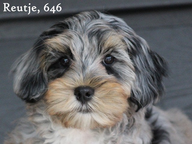 Boomer pup, Nederland, Parvo, 8 tot 15 weken, Eén hond