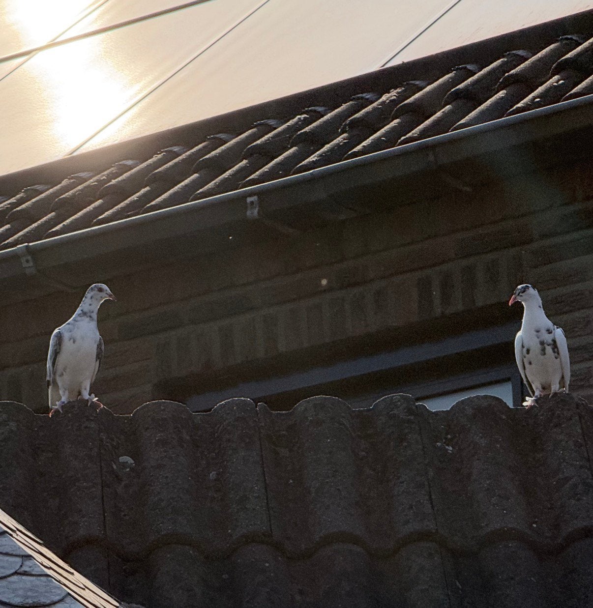 Duiven, Meerdere dieren, Postduif