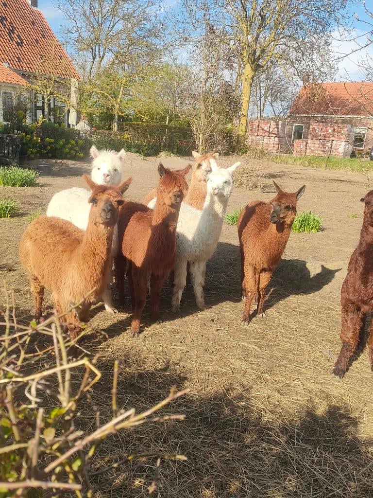 7 Alpaca hengstjes, Dieren en Toebehoren, Mei, Meerdere dieren