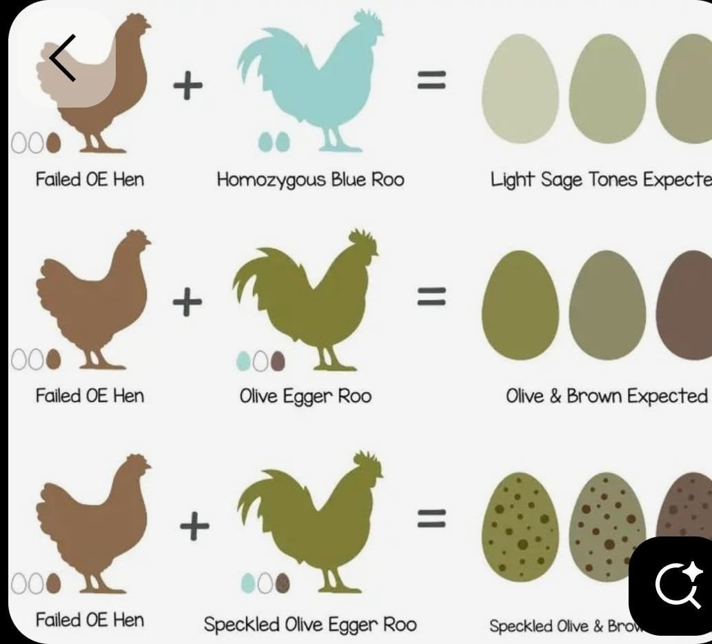 Broedeieren groenleggers Marans xCreamlegbar Easter Eggers, Dieren en Toebehoren, Pluimvee, Geslacht onbekend, Kip