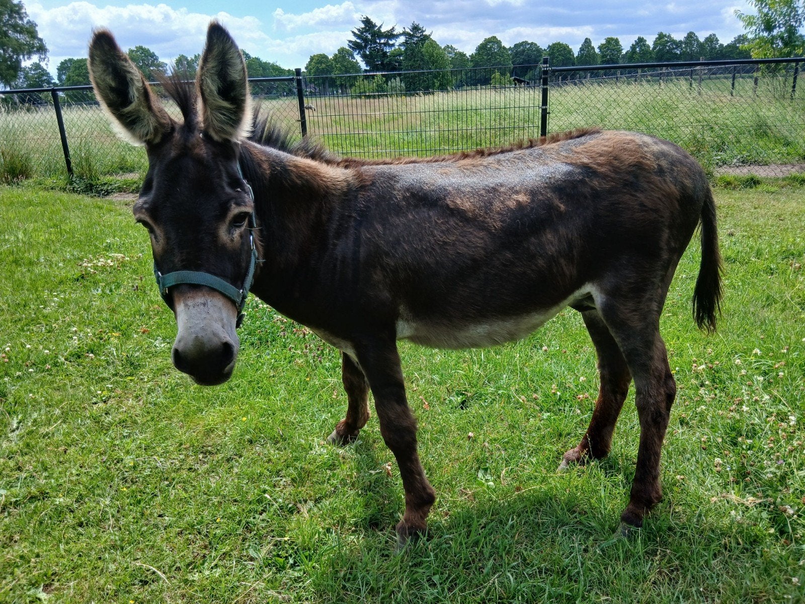 Te koop Mediterrane mini ezel hengst, Dieren en Toebehoren, Juli, Mannelijk