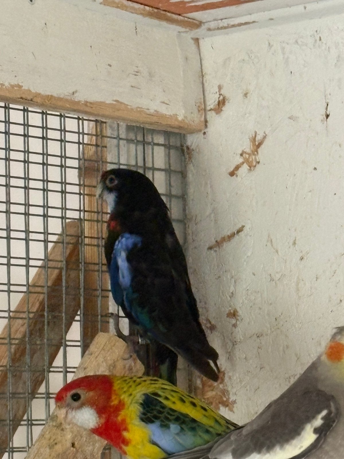 3 rossela poppen, Vrouwelijk, Parkiet, Geringd