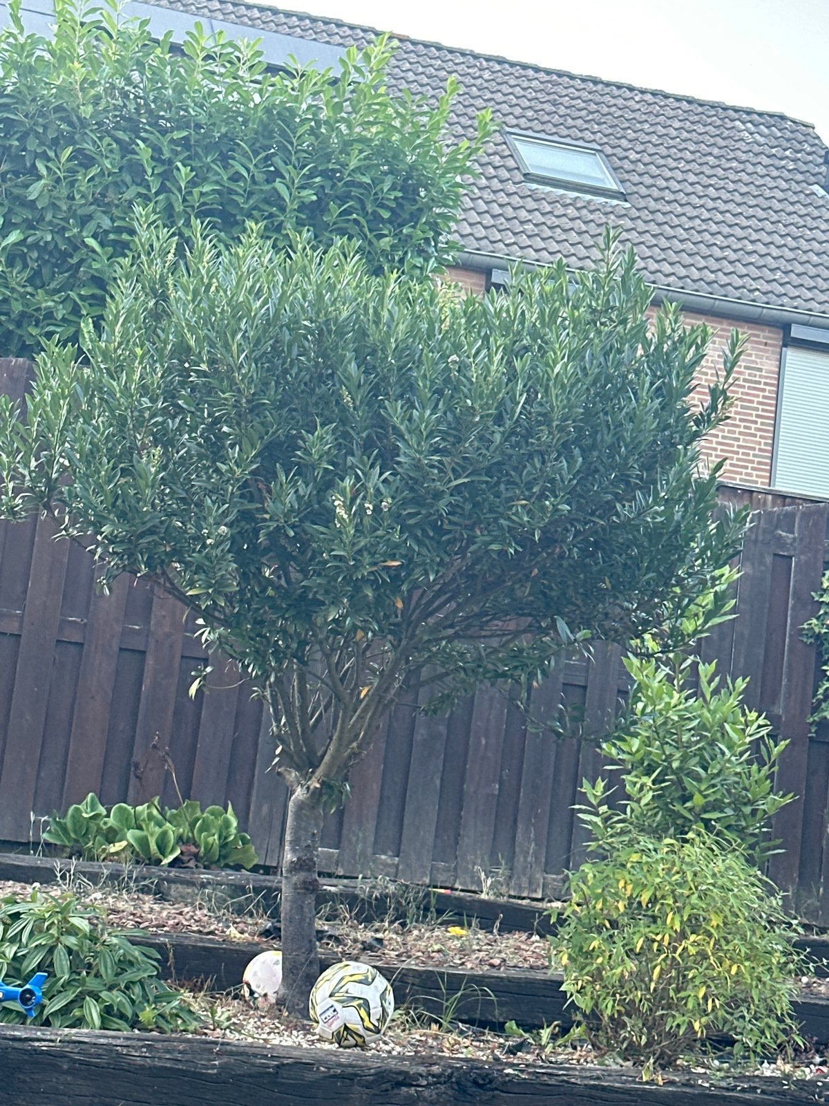 Bolboom - Prachtige boom voor elke tuin, Bloeit niet, 250 tot 400 cm, Ophalen, Volle zon