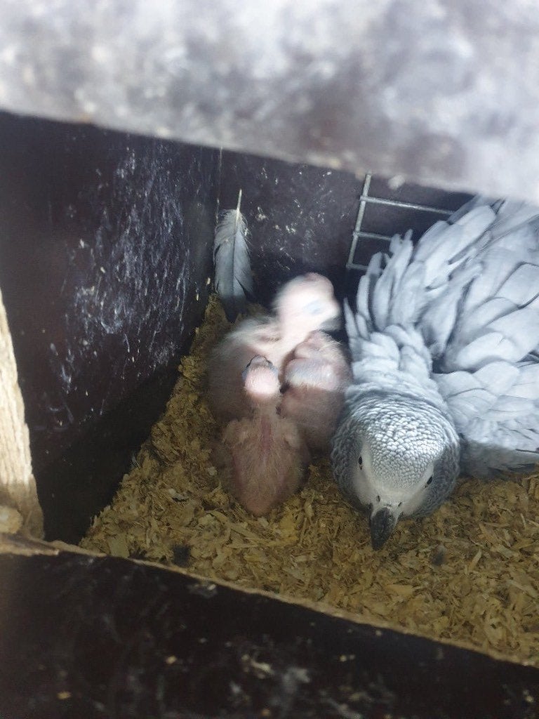 Koppel bewezen grijze roodstaarten, Dieren en Toebehoren, Vogels | Parkieten en Papegaaien, Meerdere dieren, Papegaai, Tam