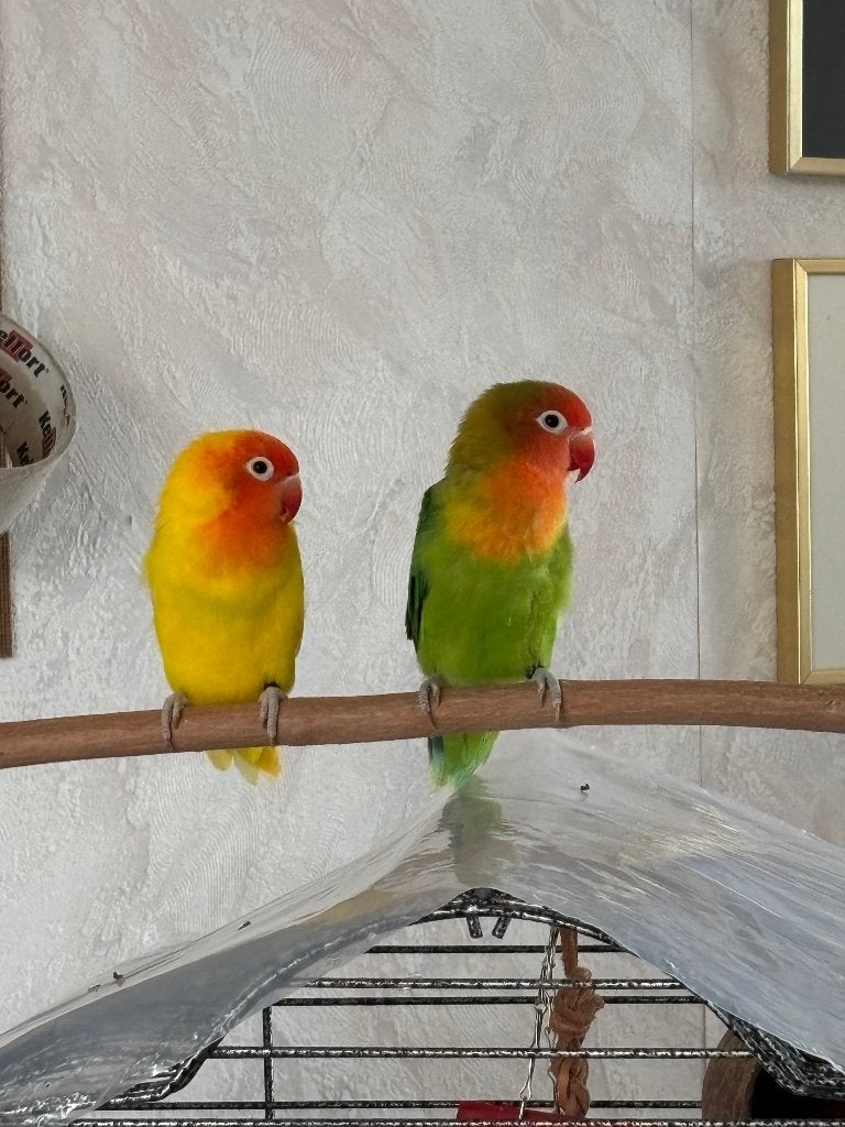 Agapornis Liliannae, Mannelijk, Dwergpapegaai of Agapornis, Tam