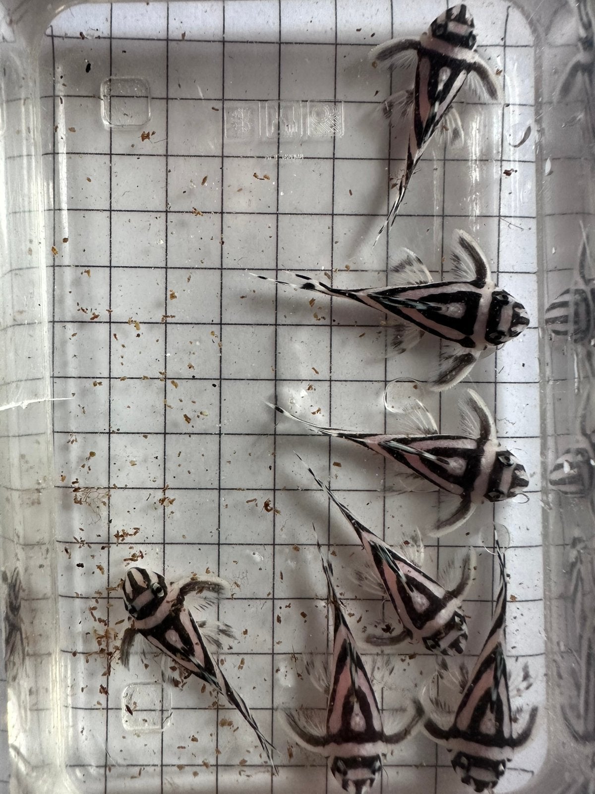L46 - hypancistrus zebra, Vis