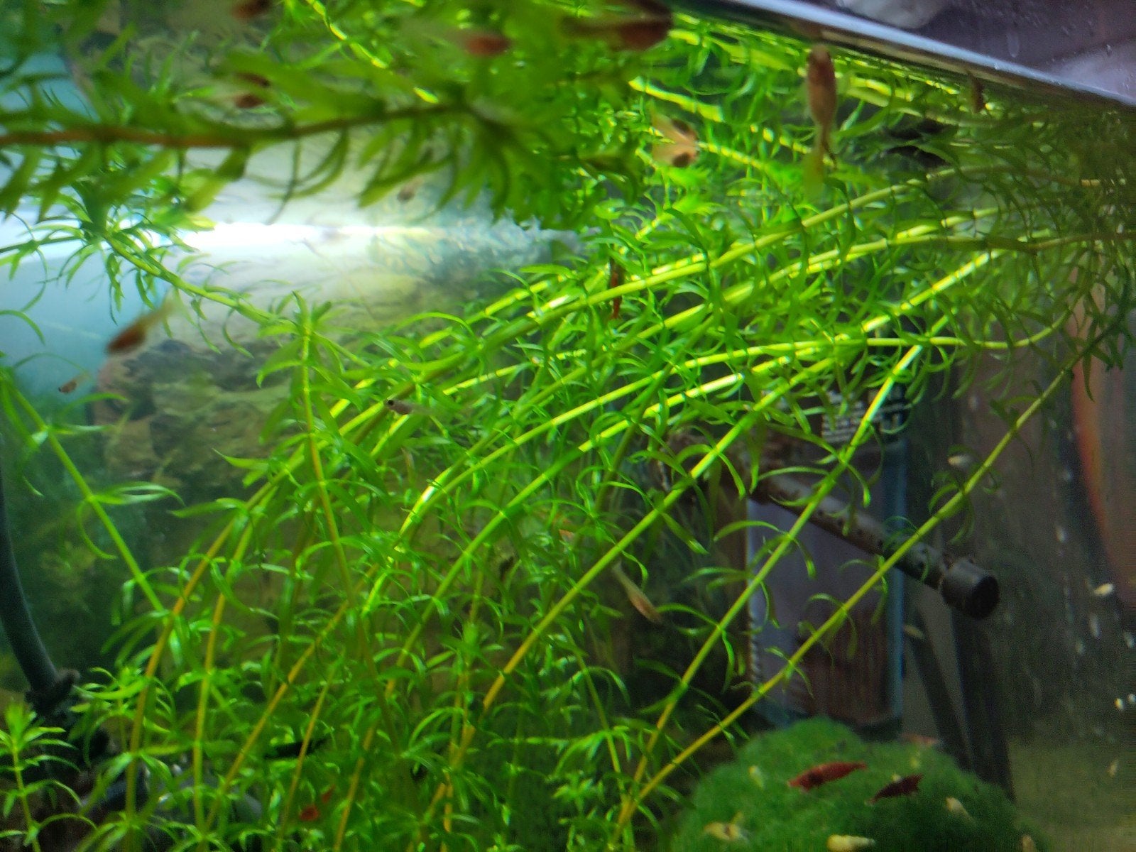 vele baby guppies , 20 in totaal