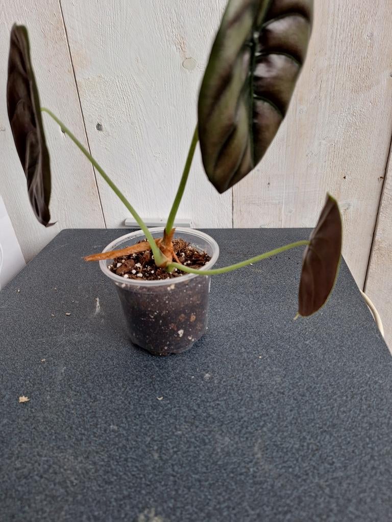 Alocasia 'cuprea red', Ophalen of Verzenden, Halfschaduw, Minder dan 100 cm