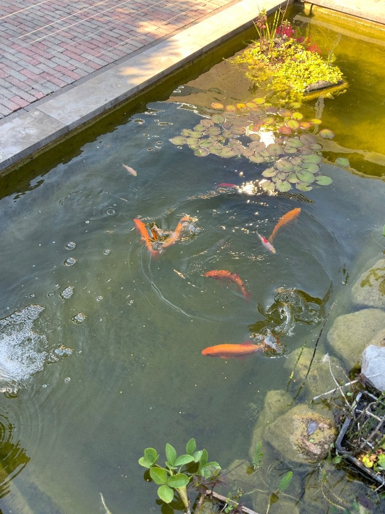 Vijvervissen, Dieren en Toebehoren, Goudvis(sen)