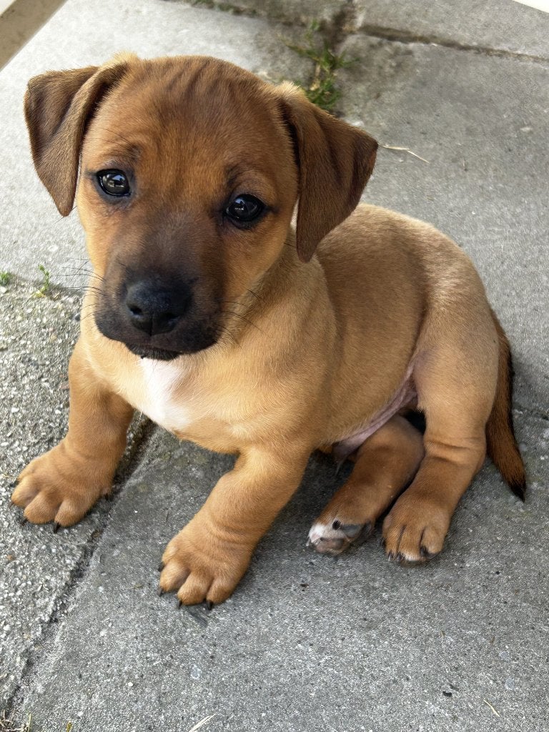 Jack Russel pups, Jack Russell Terriër, 8 tot 15 weken, Parvo, Meerdere