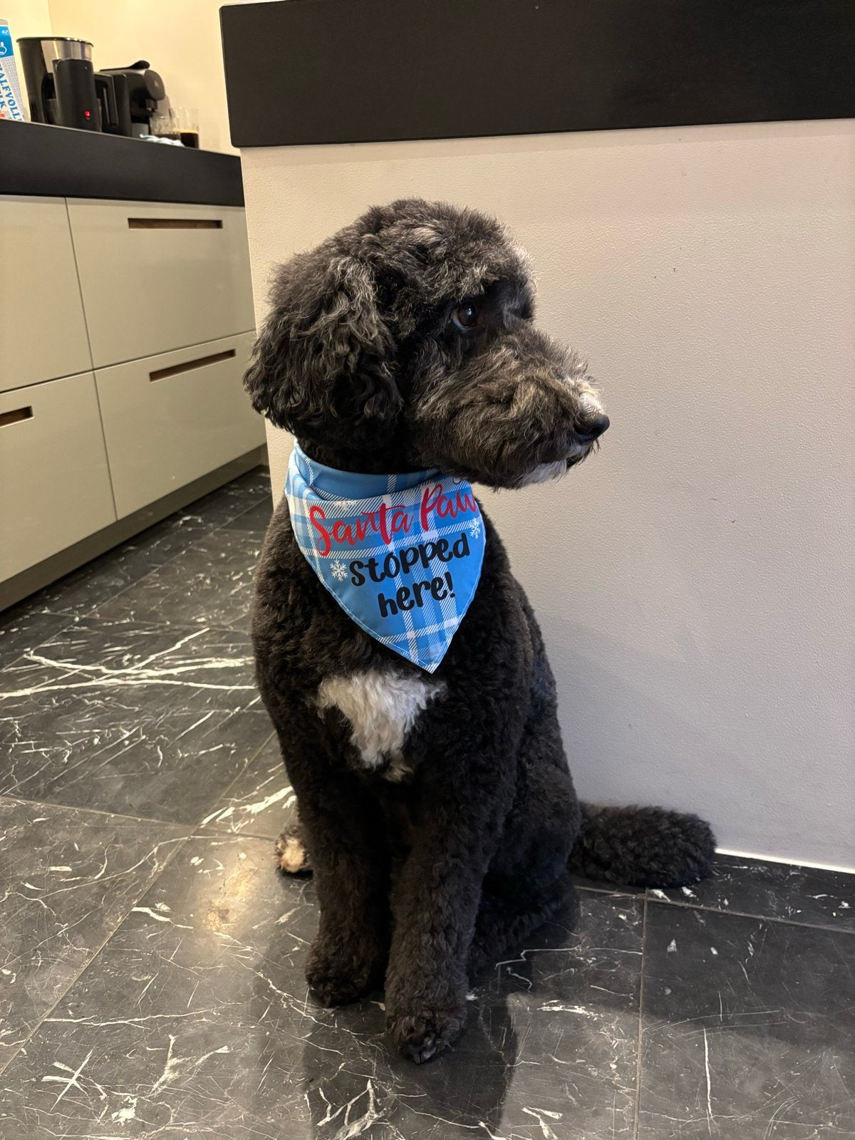 Hele lieve Labradoodle, 6 jaar of ouder, Reu, Meerdere, Nederland