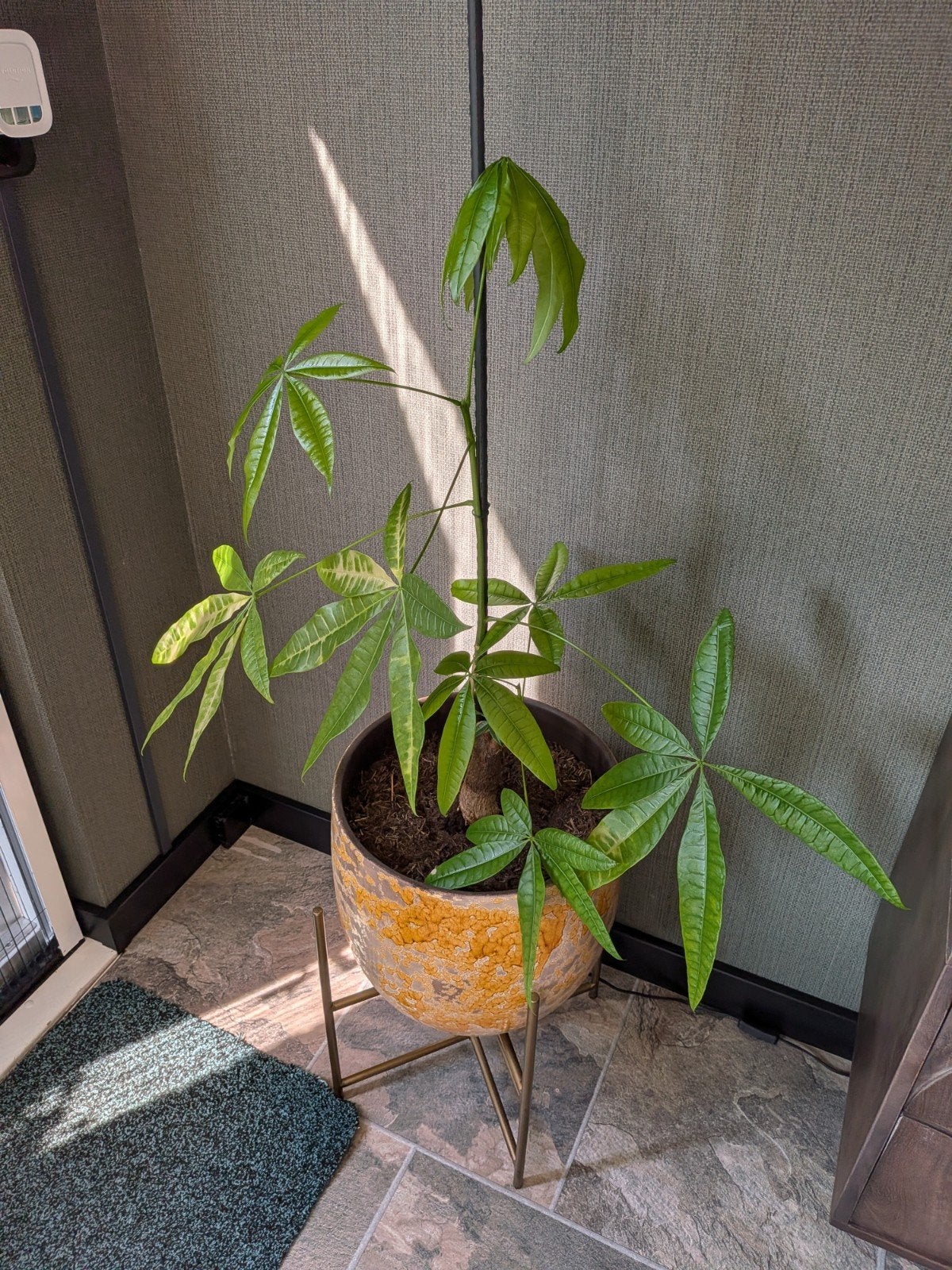 Geldboom (Pachira Aquatica) zonder pot, Ophalen, Halfschaduw, Minder dan 100 cm