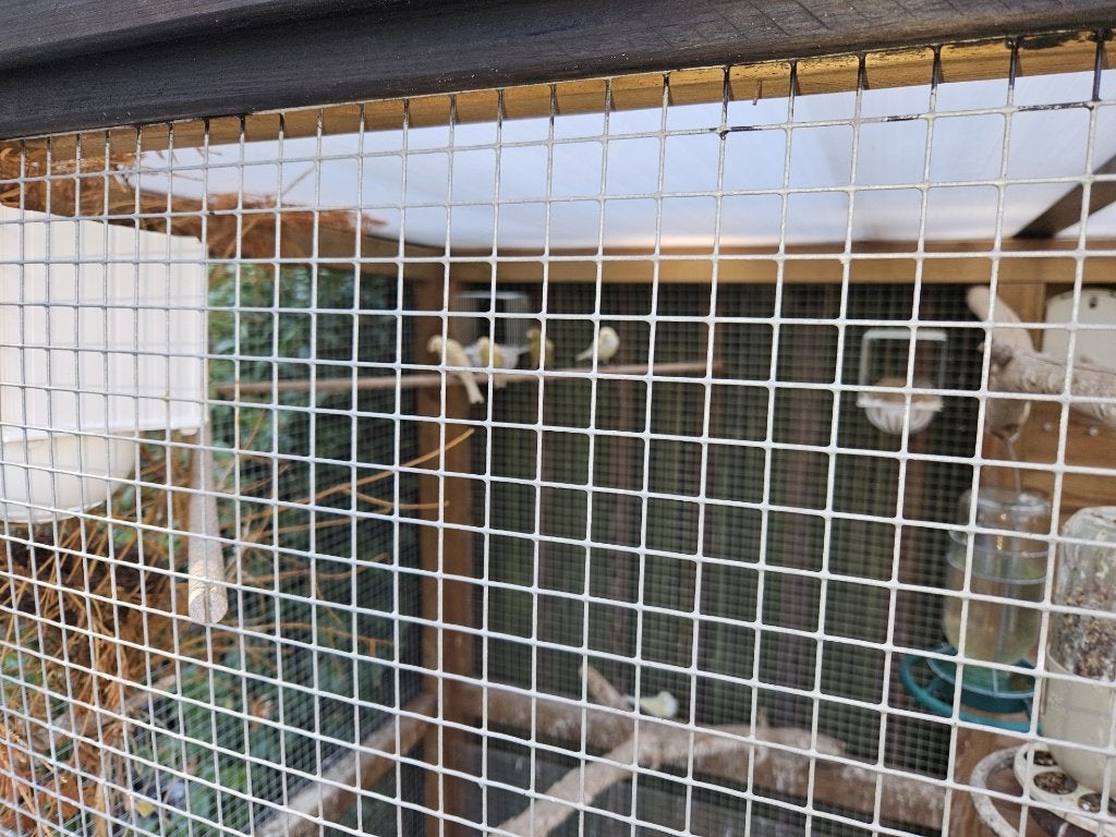 Goede zangkanaries te koop i.v.m. beëindiging hobby, Meerdere dieren, Kleurkanarie