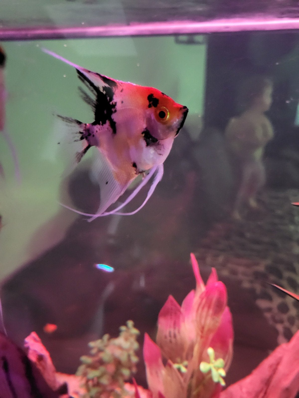 maanvissen red devil