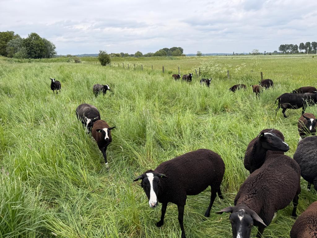 Zwartbles dekrammen te koop < 1 jaar, Dieren en Toebehoren, Mannelijk, Schaap, 0 tot 2 jaar