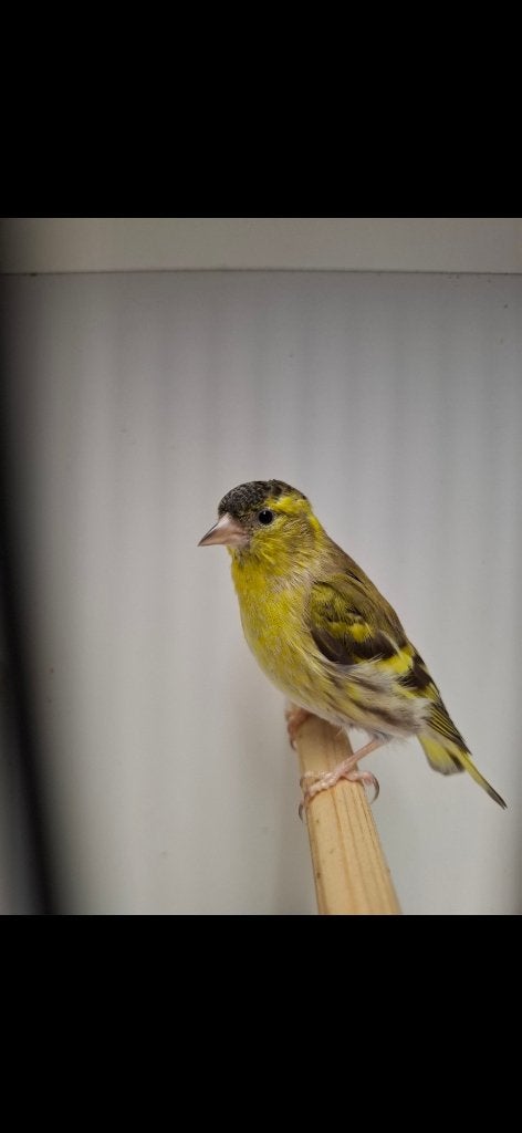 Europese sijzen bruin 2025, Meerdere dieren, Wildzangvogel, Geringd