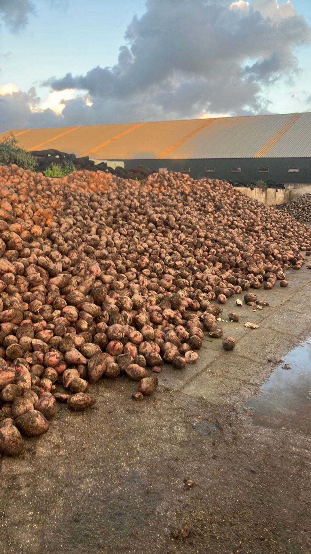 Voederbieten, Dieren en Toebehoren, Ophalen of Verzenden