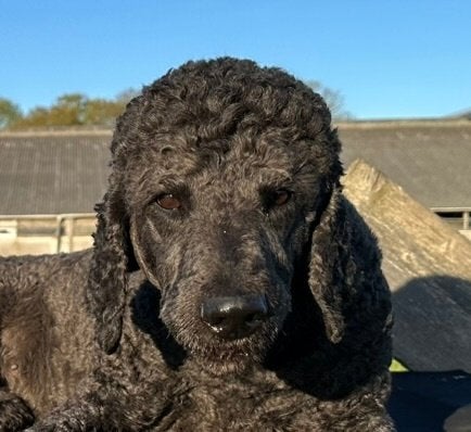 PLUK GOLDENDOODLE TEEF, Parvo, Nederland, Overige rassen, Teef