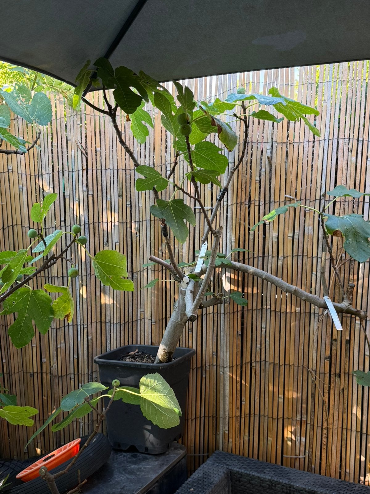 Vijgenboom 3 in 1 soorten Peretta-Ghadanne-black italian, Tuin en Terras, Ophalen, Minder dan 100 cm, Lente, Volle zon