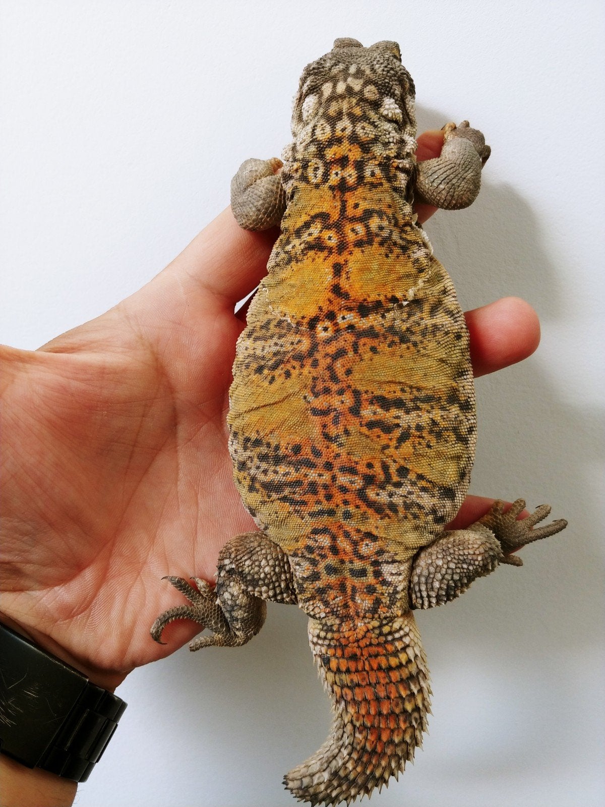 Uromastyx flavifasciata orange vrouw, Hagedis, Met terrarium, 3 tot 6 jaar