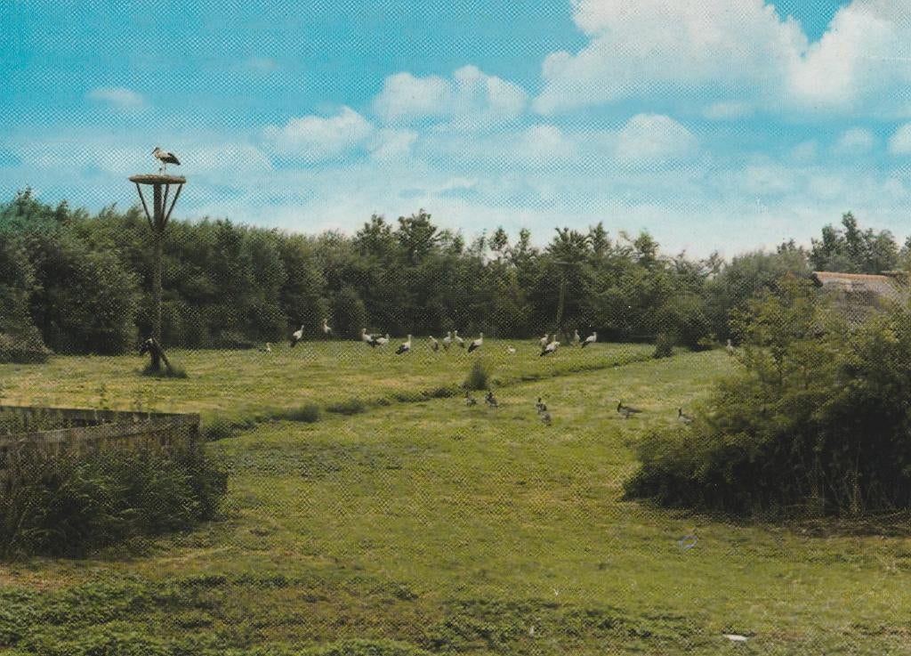 GROOT AMMERS Ooievaarsdorp Het Liesveld, Verzamelen, Ansichtkaarten | Nederland, Ongelopen, Zuid-Holland, 1980 tot heden, Verzenden