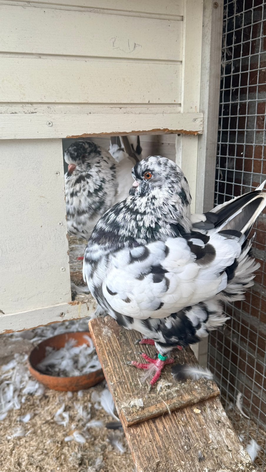 King duiven, Meerdere dieren, Overige soorten