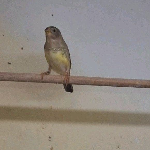 Binsastrilde jong 2026, Dieren en Toebehoren, Vogels | Overige Vogels, Geslacht onbekend, Tropenvogel, Geringd