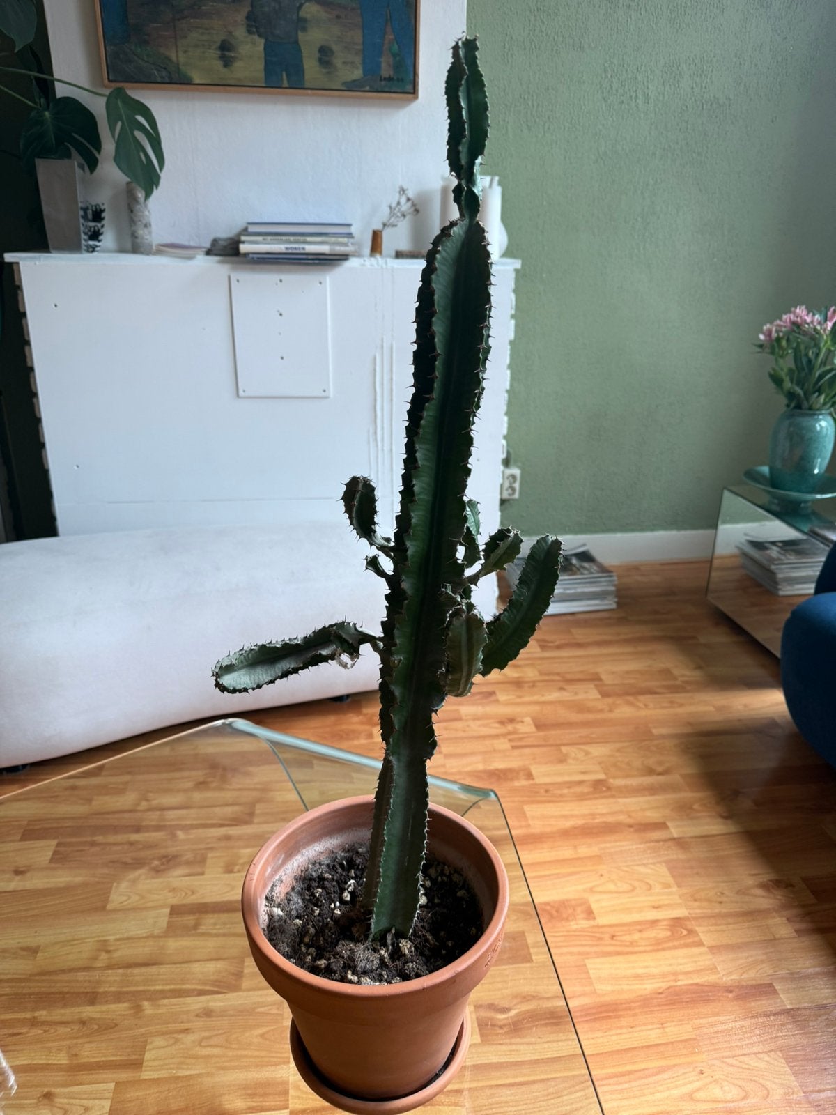 Cactus plant 80 cm, Ophalen, Cactus, Volle zon, Minder dan 100 cm