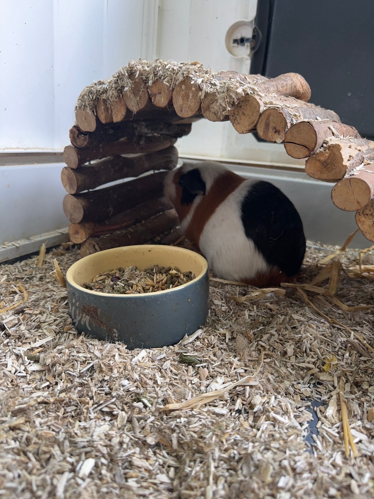 3x baby cavia meisjes met moeder, Dieren en Toebehoren, Knaagdieren, Cavia, Vrouwelijk, Mei, Tam