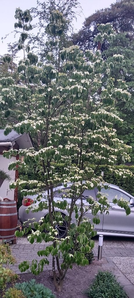 Japanse Kornoelje (Cornus Kousa), Tuin en Terras, Planten | Bomen, Ophalen, Halfschaduw, Overige soorten, Lente