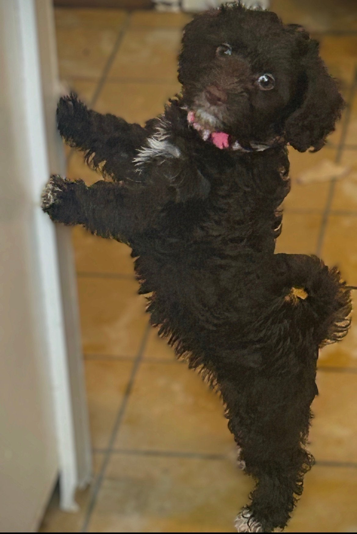 Ras yorkipoo, Dieren en Toebehoren, 8 tot 15 weken, Meerdere, Nederland, Particulier