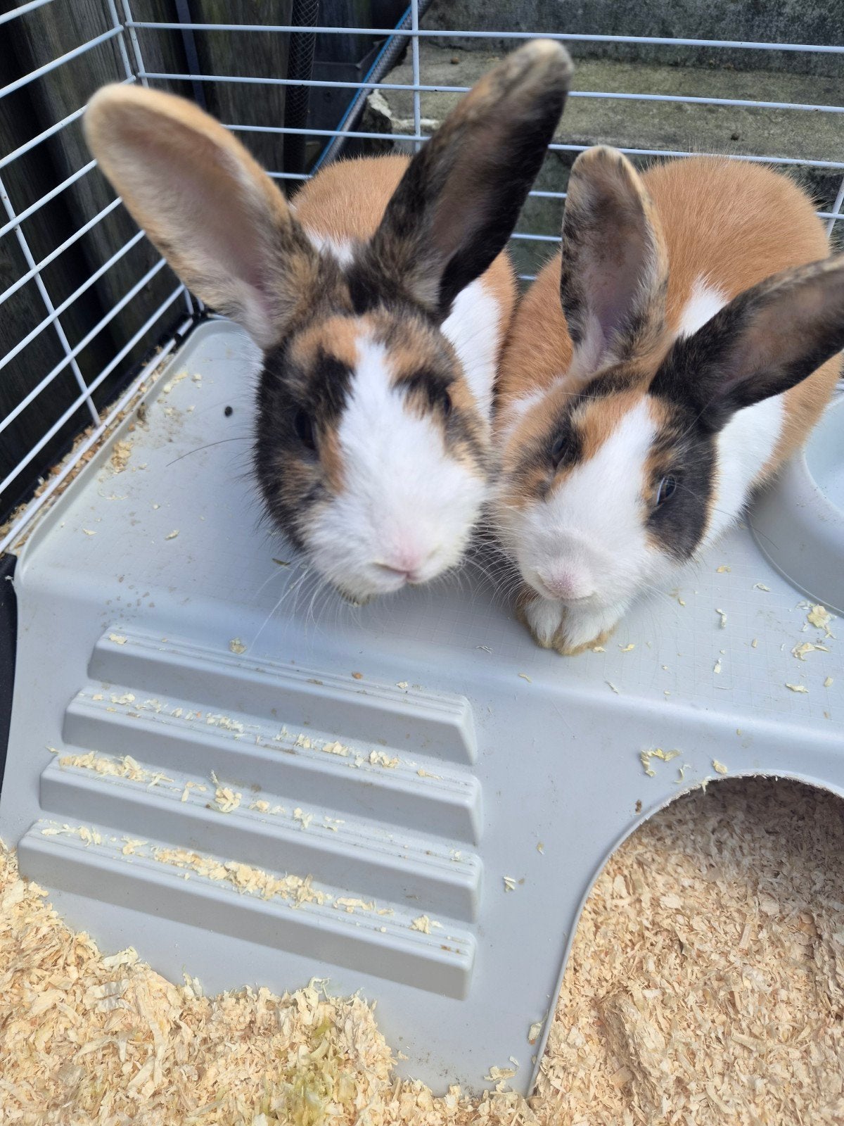 2 leuke dwerg konijntjes met kooi, Dieren en Toebehoren, Mannelijk, Dwerg