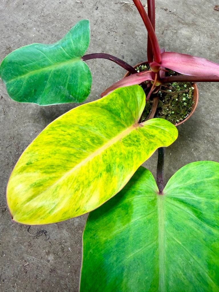 Philodendron Painted Lady p12, Huis en Inrichting, Kamerplanten, Ophalen of Verzenden