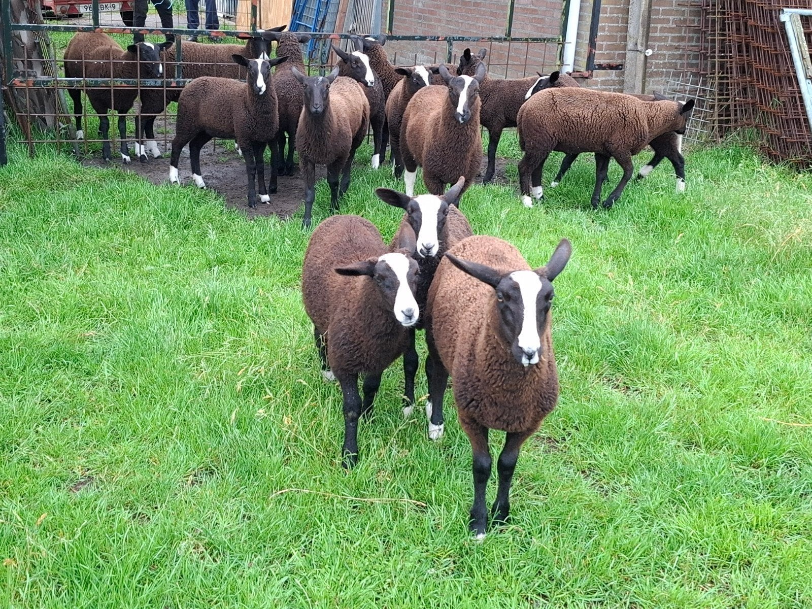 Zwartbles lammeren, Dieren en Toebehoren, Meerdere dieren, Schaap