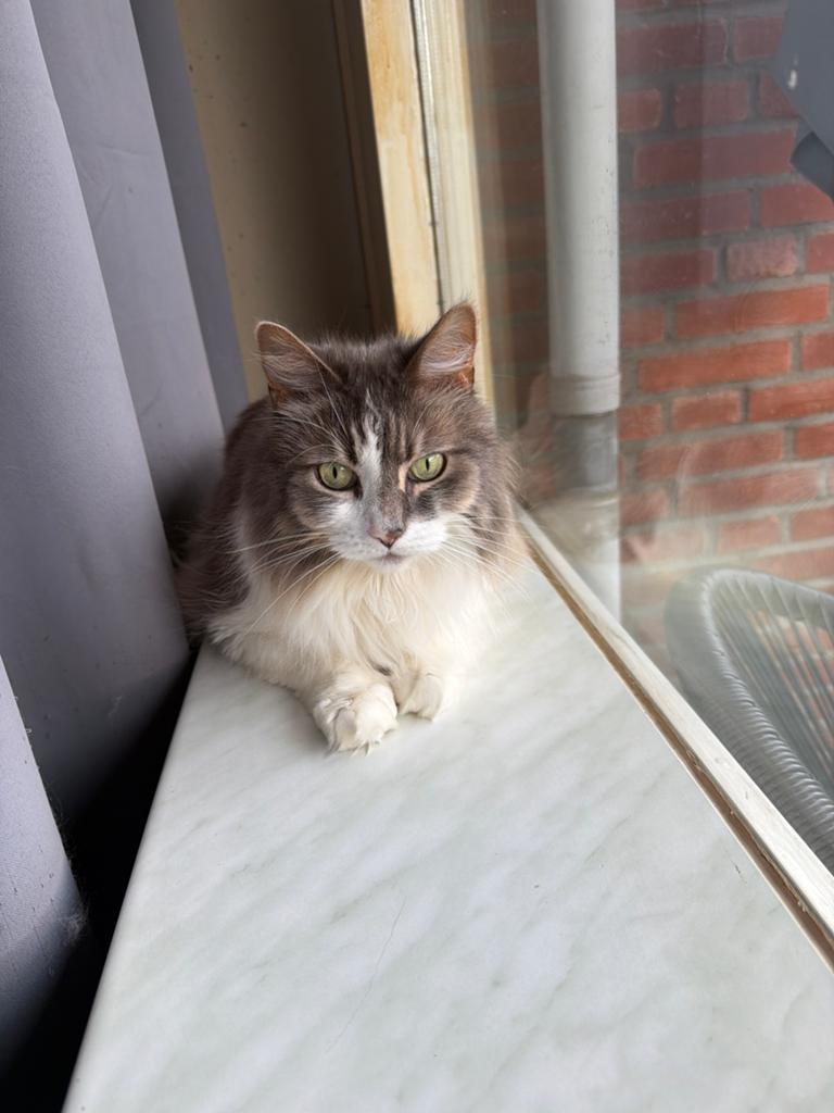 Zoekt een nieuw baasje, Kater