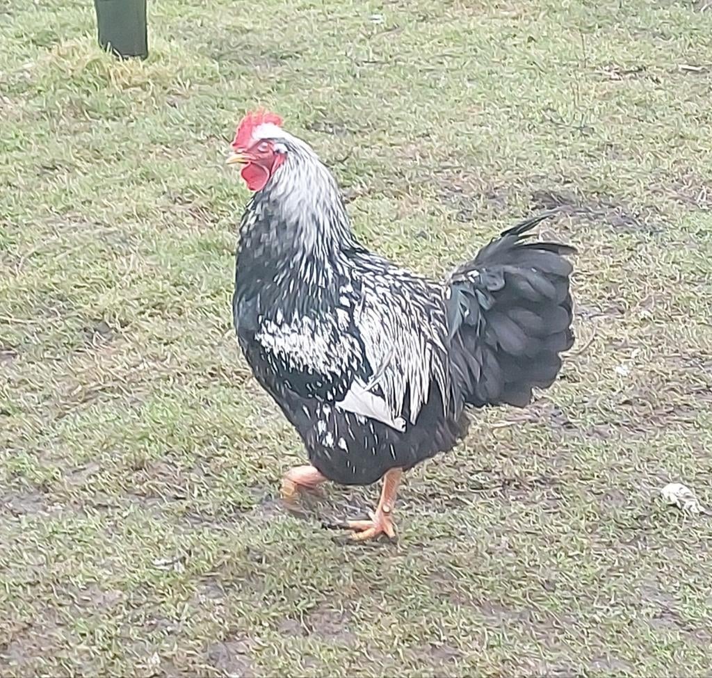 Barnevelderhaan, zilver gezoomd, groot., Dieren en Toebehoren, Meerdere dieren, Kip