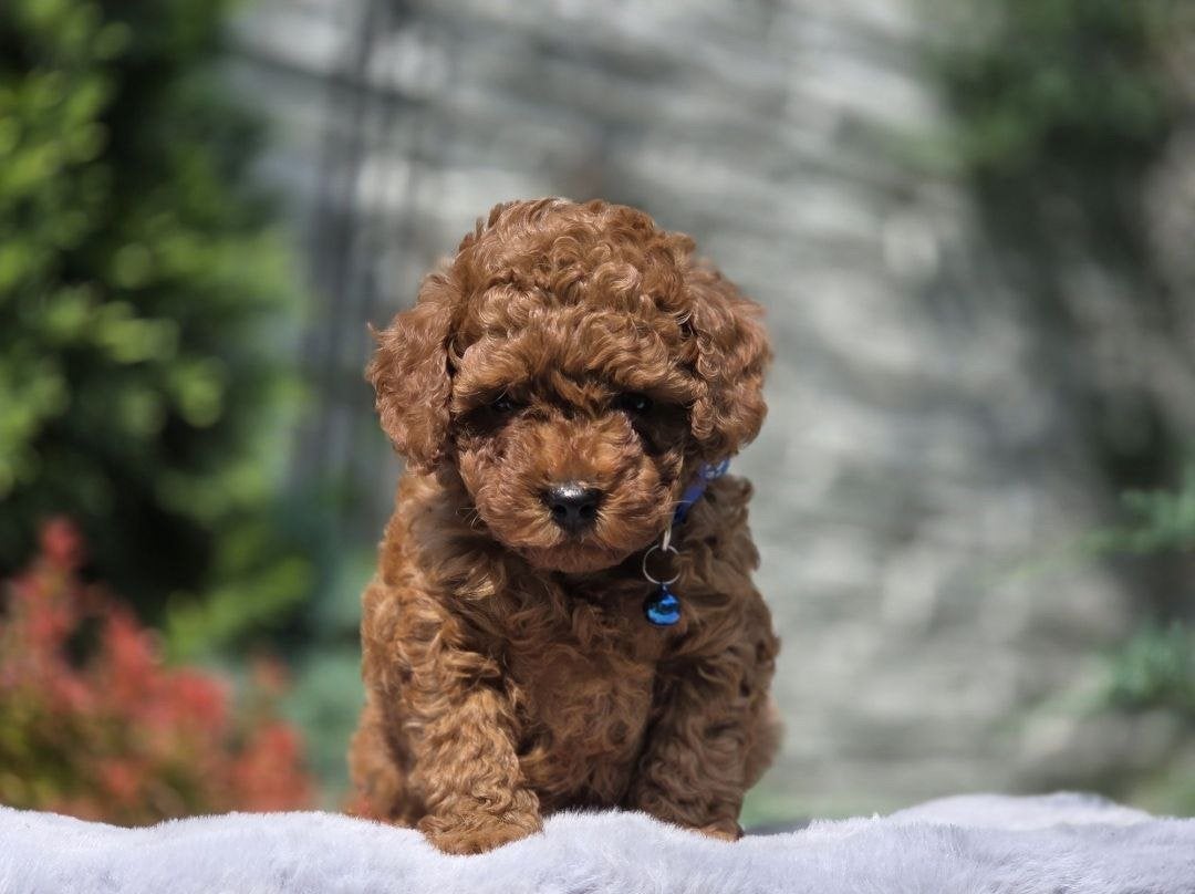 Prachtige Toy Poedel pups – 3 maanden oud, Dieren en Toebehoren, Honden | Chihuahua's en Gezelschapshonden, Poedel, 15 weken tot 1 jaar