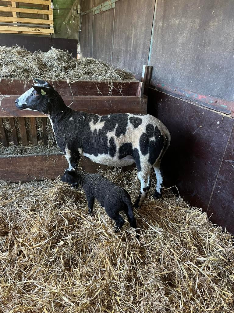 Te koop mooie jonge ooi met een ooilam, Vrouwelijk, Schaap