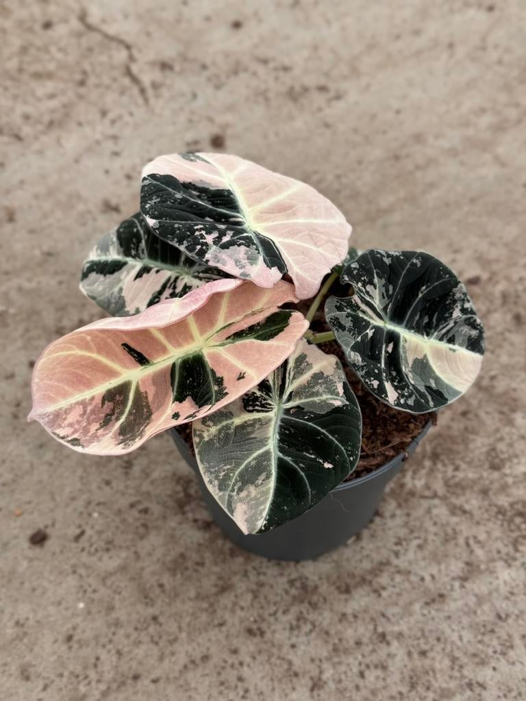 Alocasia Black Velvet Pink Variegata, Huis en Inrichting, Ophalen of Verzenden, Halfschaduw, Minder dan 100 cm