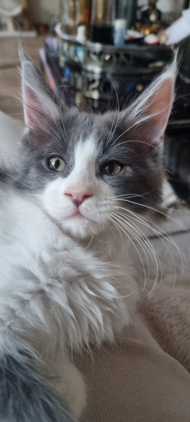 MAINE COON Kittens Katers, Meerdere dieren, Gechipt