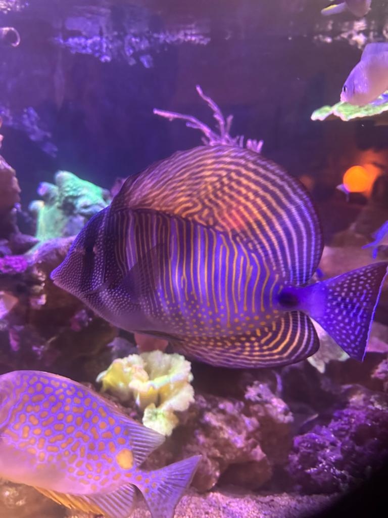 Zebrasoma desjardini, Vis, Zoutwatervis