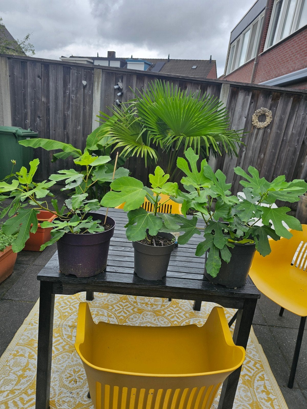 Mooie vijgenboompjes in pot 7.50 rode bessen aalbessen 4,95p, Ophalen