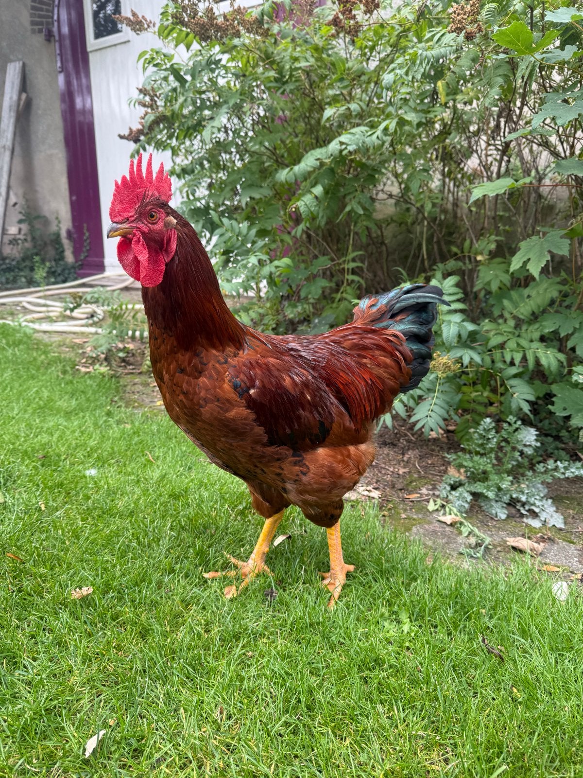 Haantje zoekt een nieuw verblijf, Dieren en Toebehoren, Pluimvee, Mannelijk, Kip
