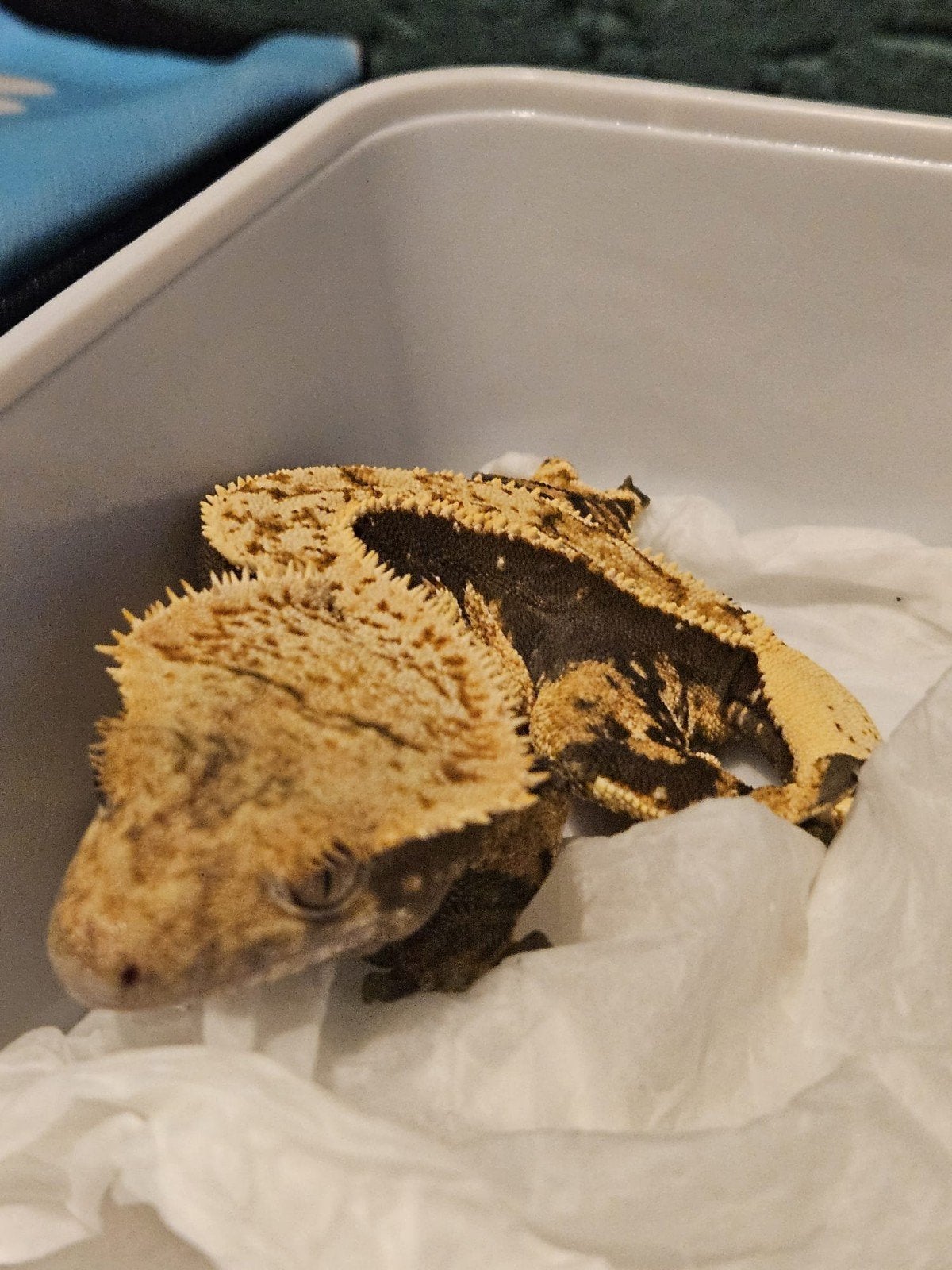 Wimpergekko Vrouw - Dark Base Harlequin Crested Gecko photo 5