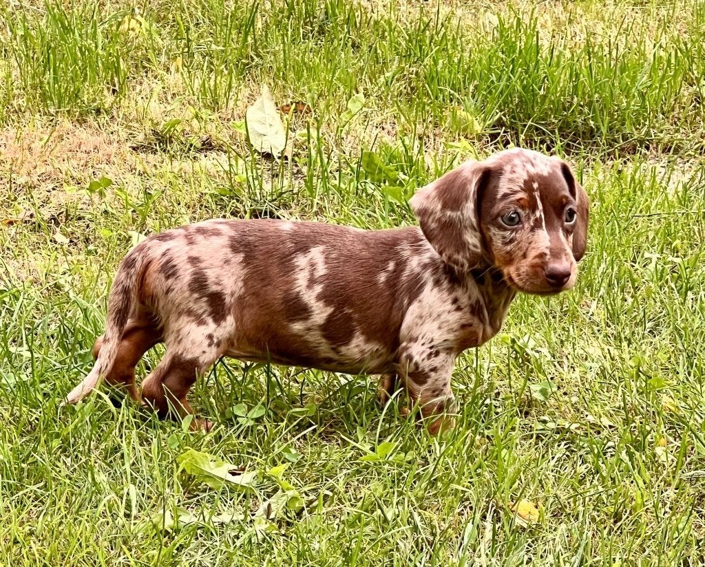 Prachtige Teckelpuppies, Standaard, 8 tot 15 weken, Meerdere, Meerdere dieren