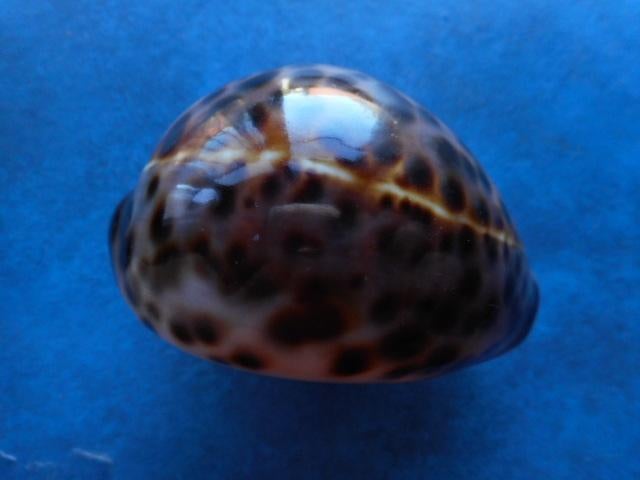 Schelpen: Cypraea tigris L.(donker/ lichte ader)gem- 65-80mm, Verzenden, Schelp(en)