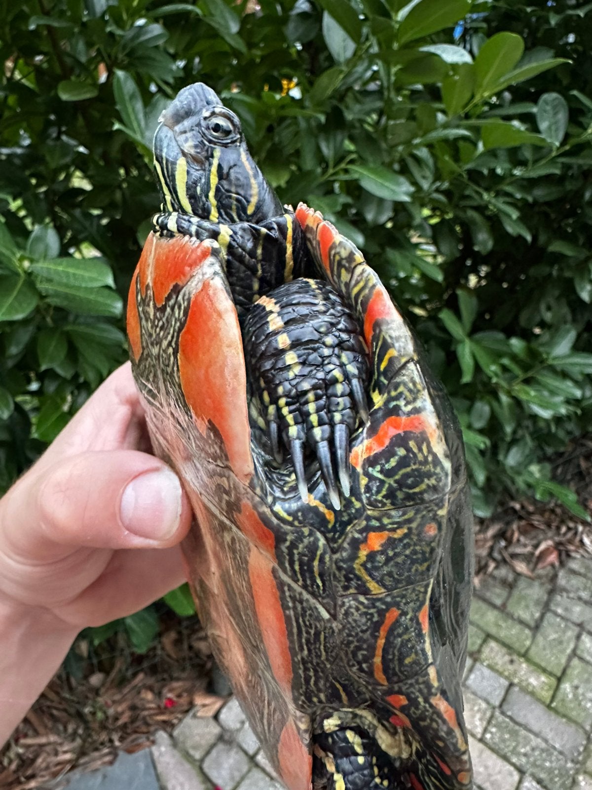 Chrysemys picta belli - Westelijke sierschildpad Turtle photo 3