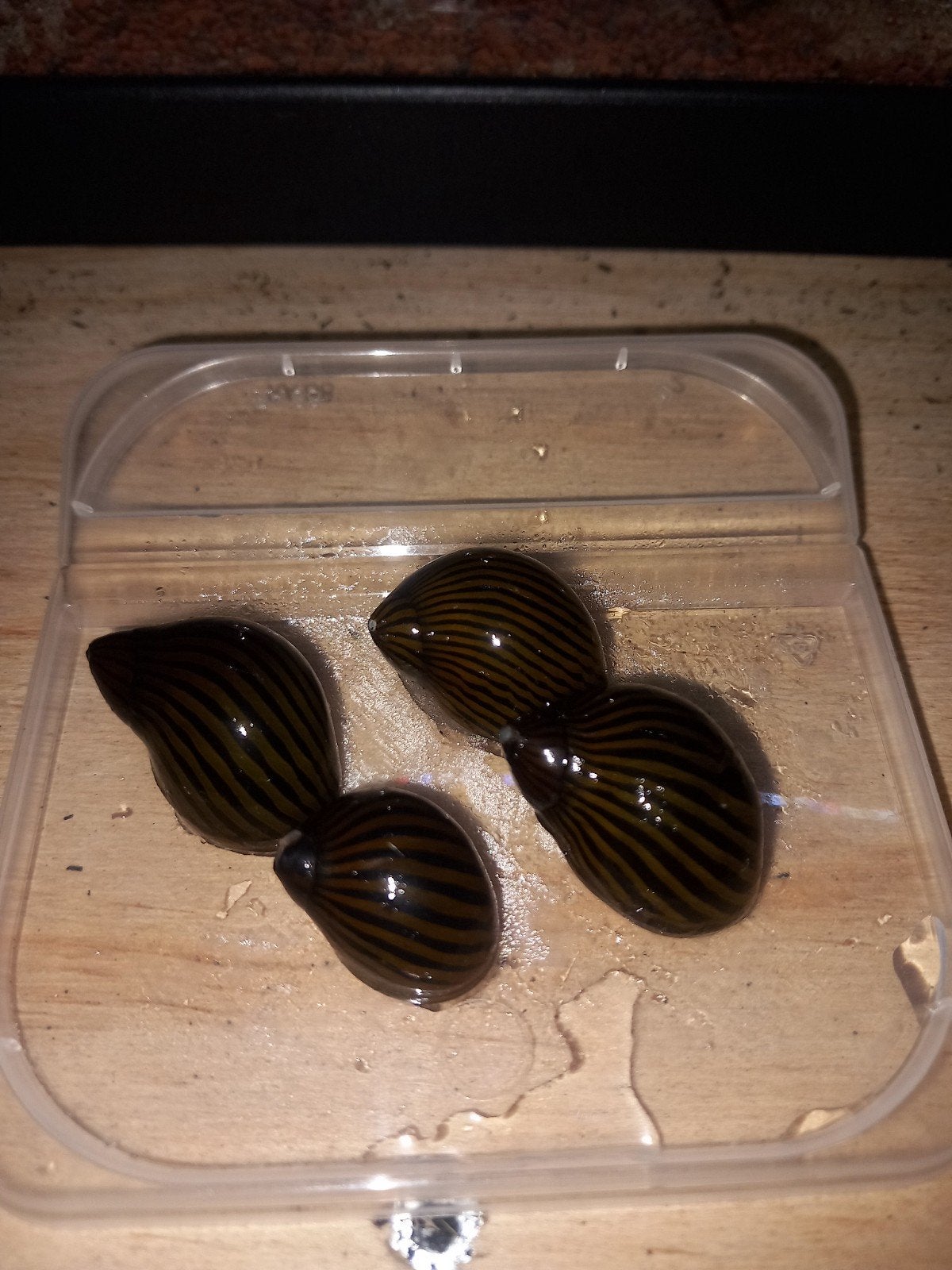4 nerite slakken, Dieren en Toebehoren